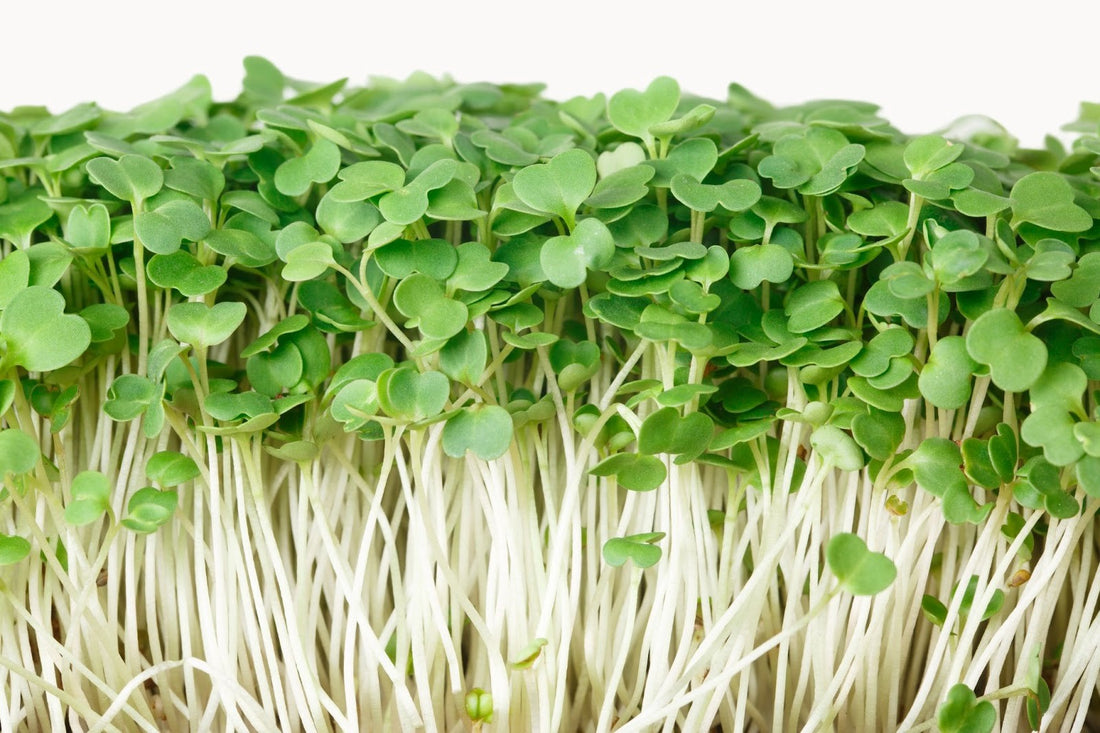 Seeds are Sprouting!