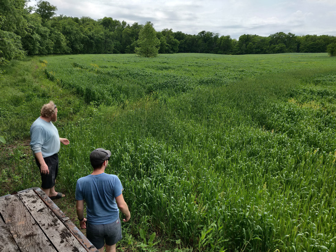An Eight-Leaf-Clover Day at Stone & Sparrow Farm