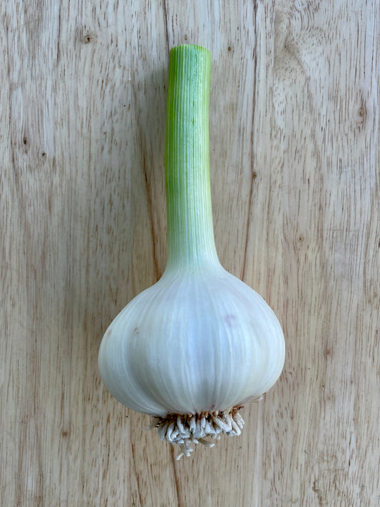 Garlic
