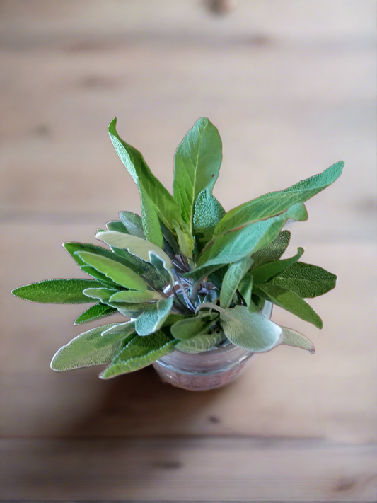 Sage