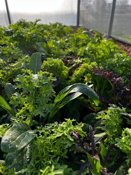 Salad Mix - Firecracker Salad Blend