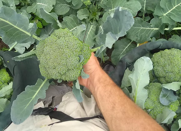 Broccoli