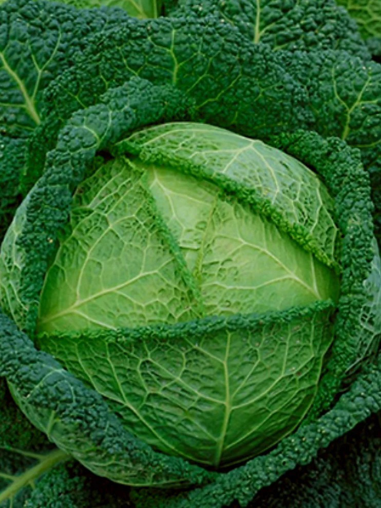 Cabbage - Savoy