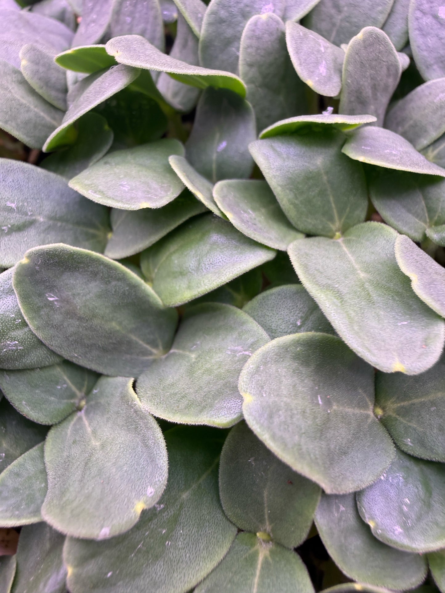 Microgreens - Cantaloupe