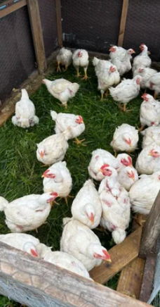 Chicken - Half