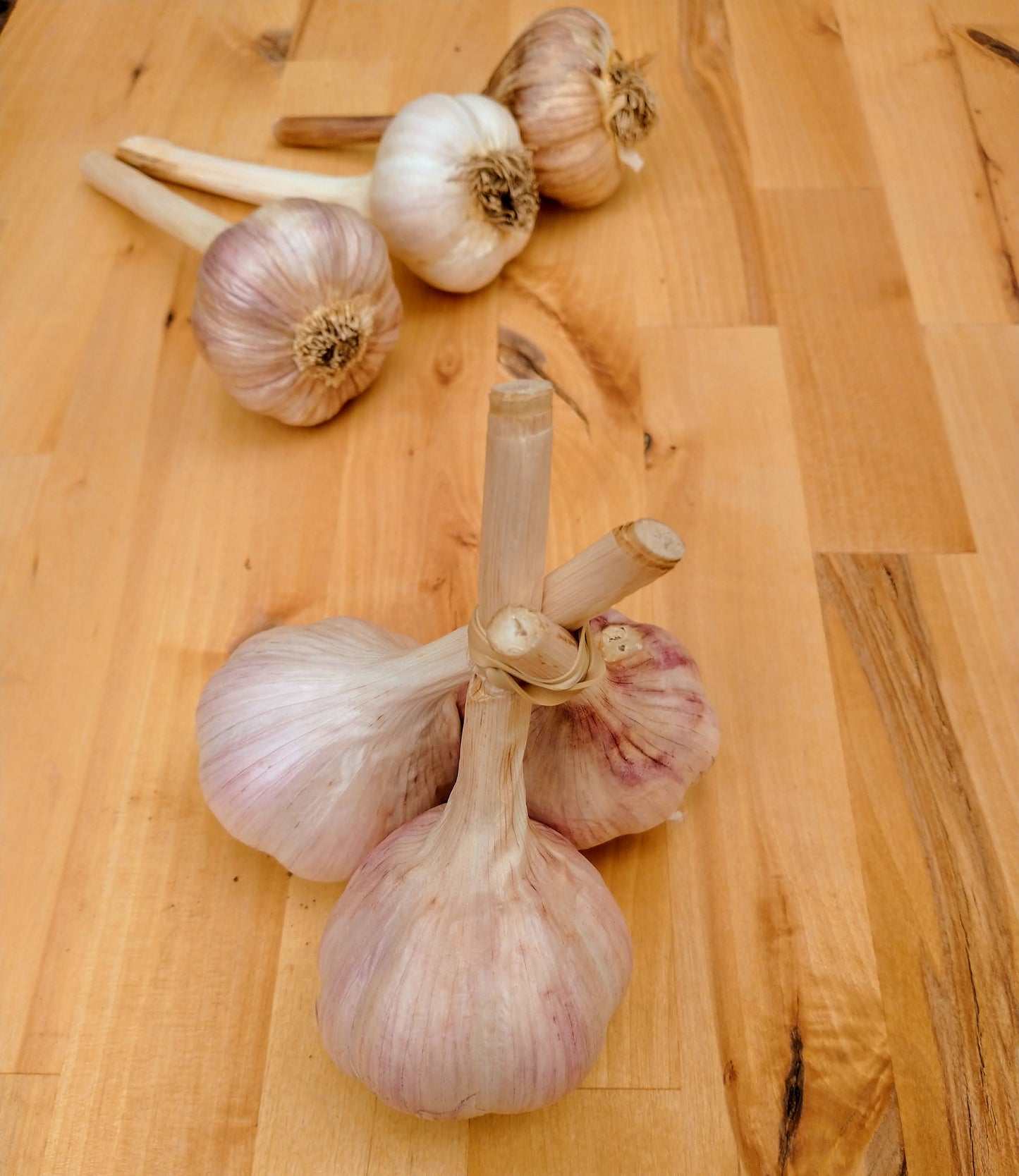 Garlic