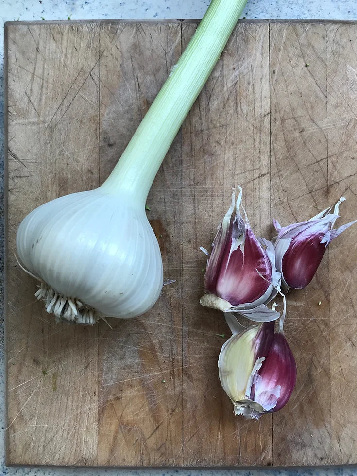 Garlic