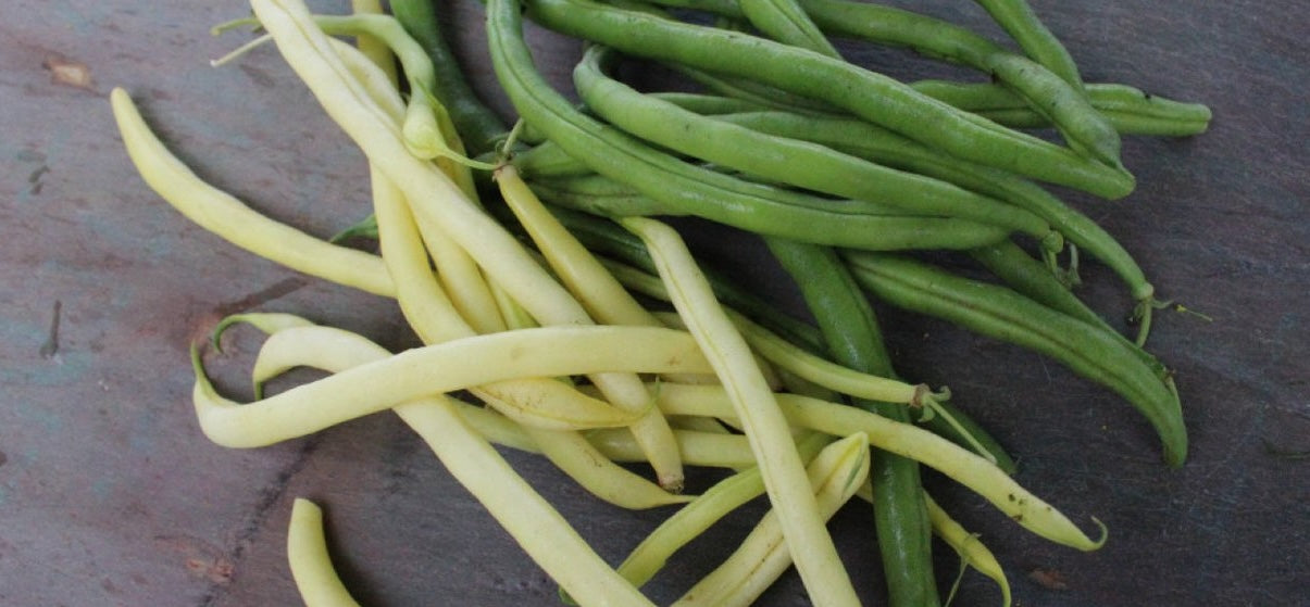 Tri-Color Snap Beans