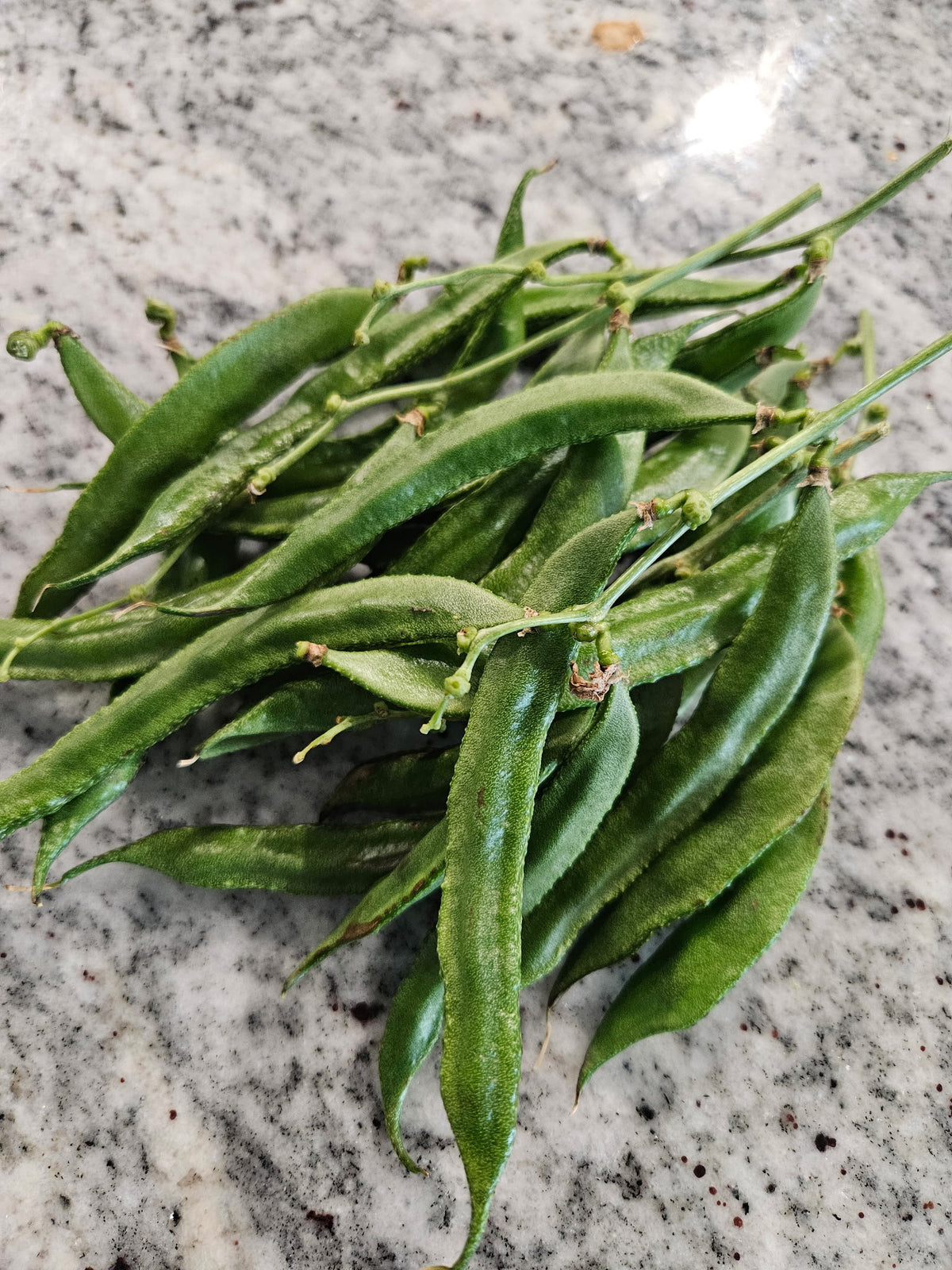 Green Hyacinth Beans