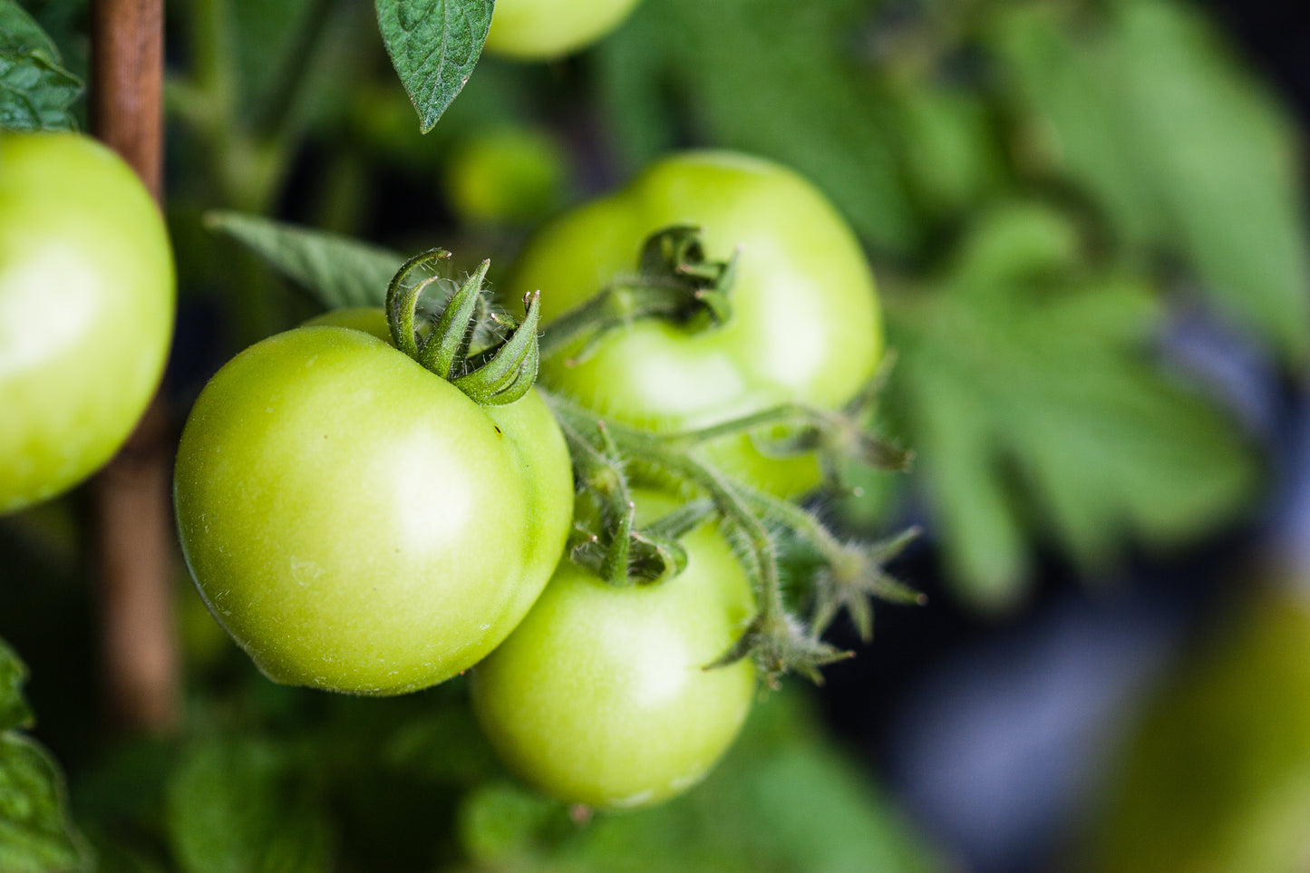 Tomatoes - Green