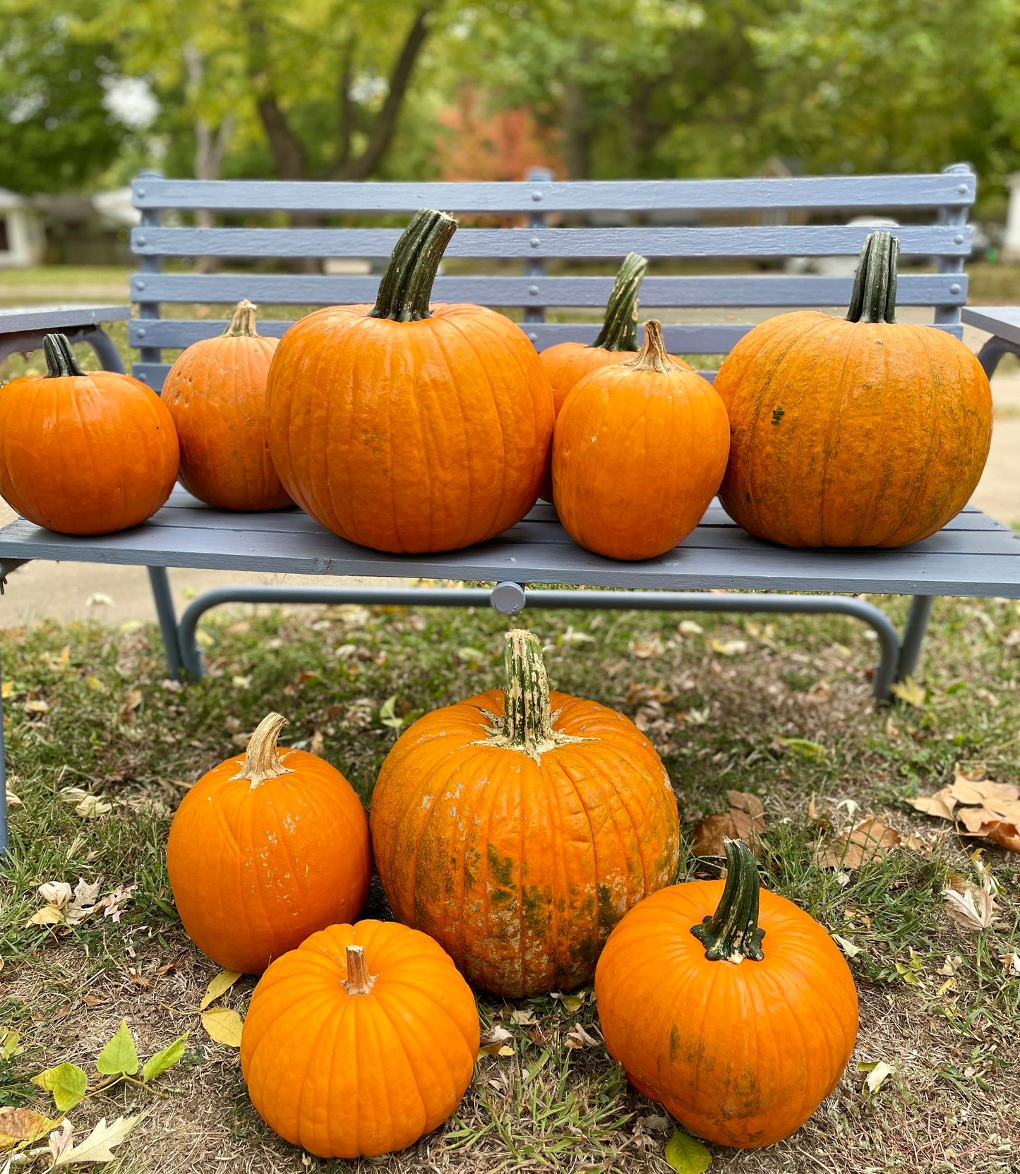 Pumpkin