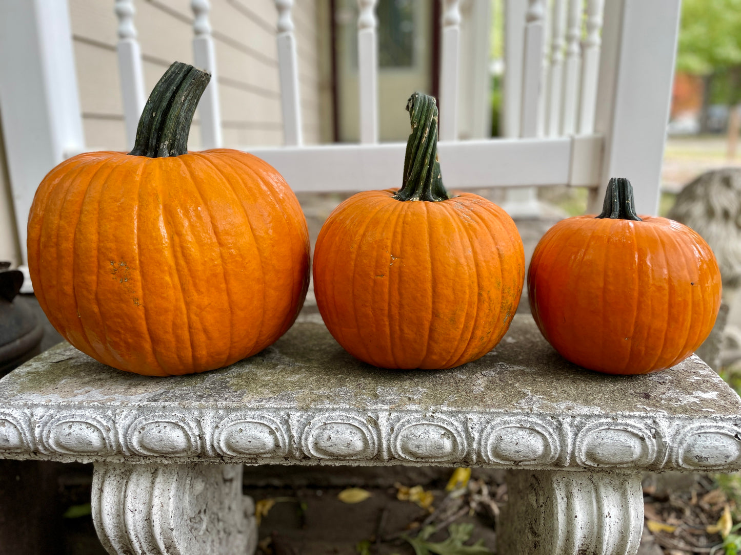 Pumpkin