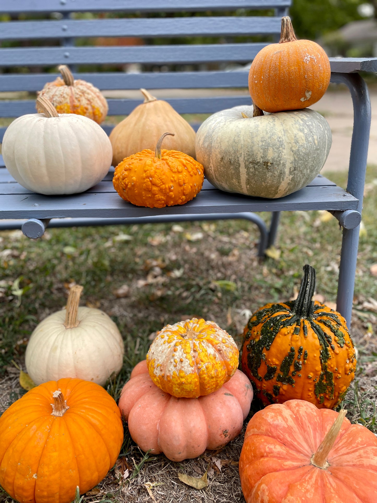 Pumpkin - Decorative