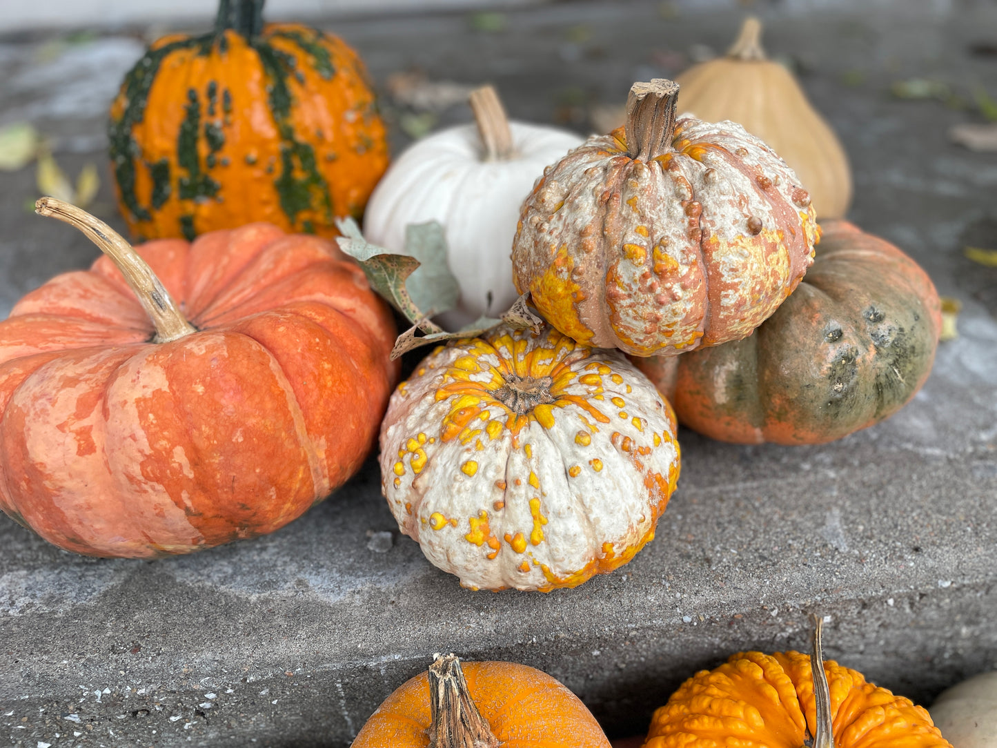 Pumpkin - Decorative