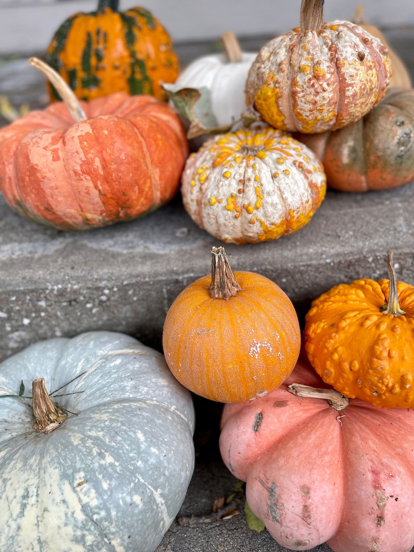 Pumpkin - Decorative