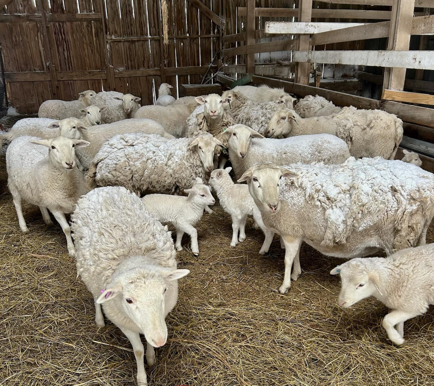 Lamb - Ground