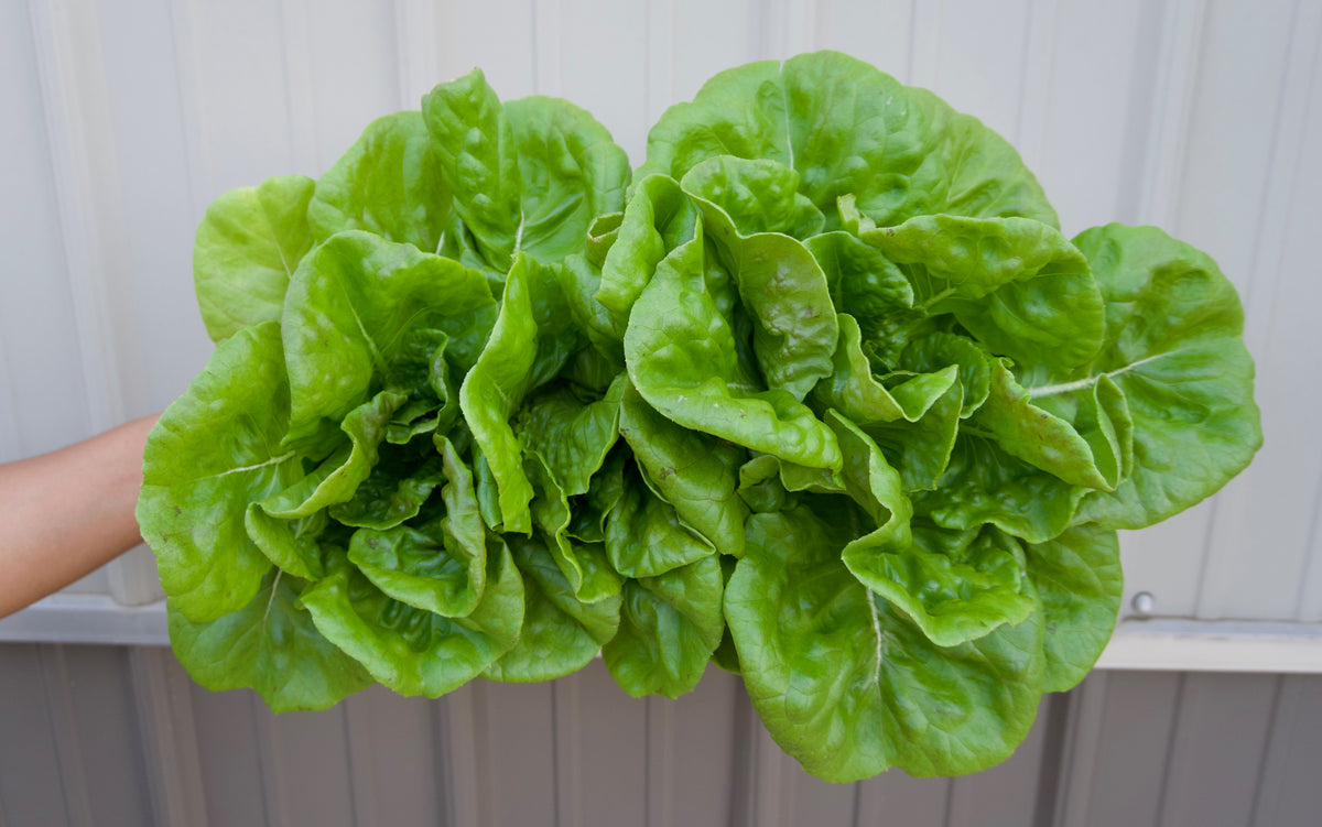 Lettuce Head - Red Butterhead