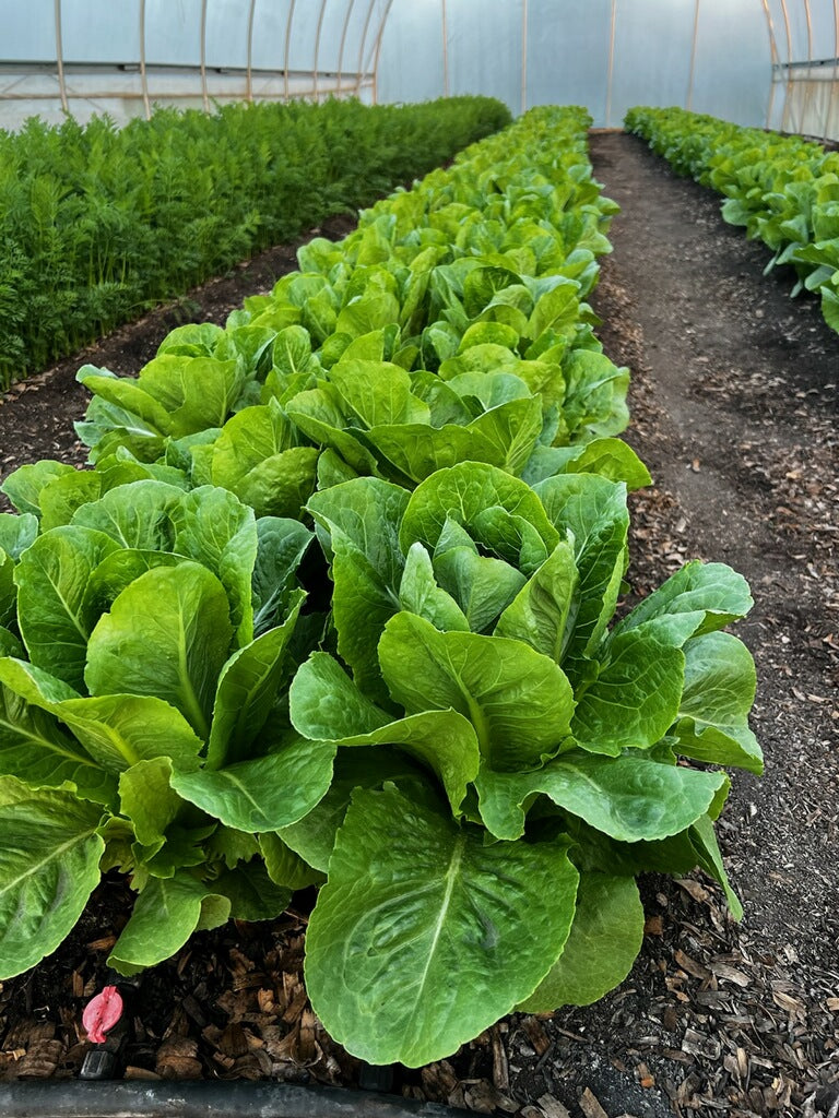 Lettuce Head - Romaine