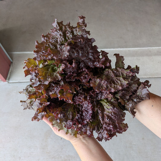 Lettuce Head - Summercrisp - Discounted