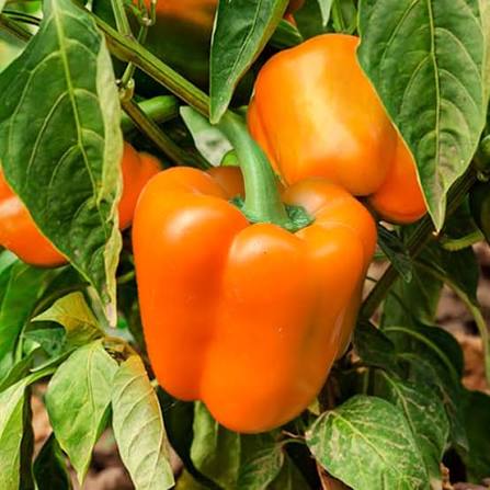 Peppers - Orange Bell