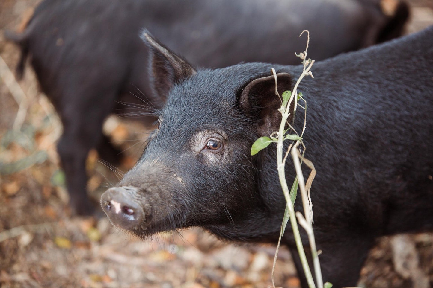 Pork - Bacon