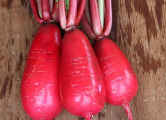 Radishes - Red King