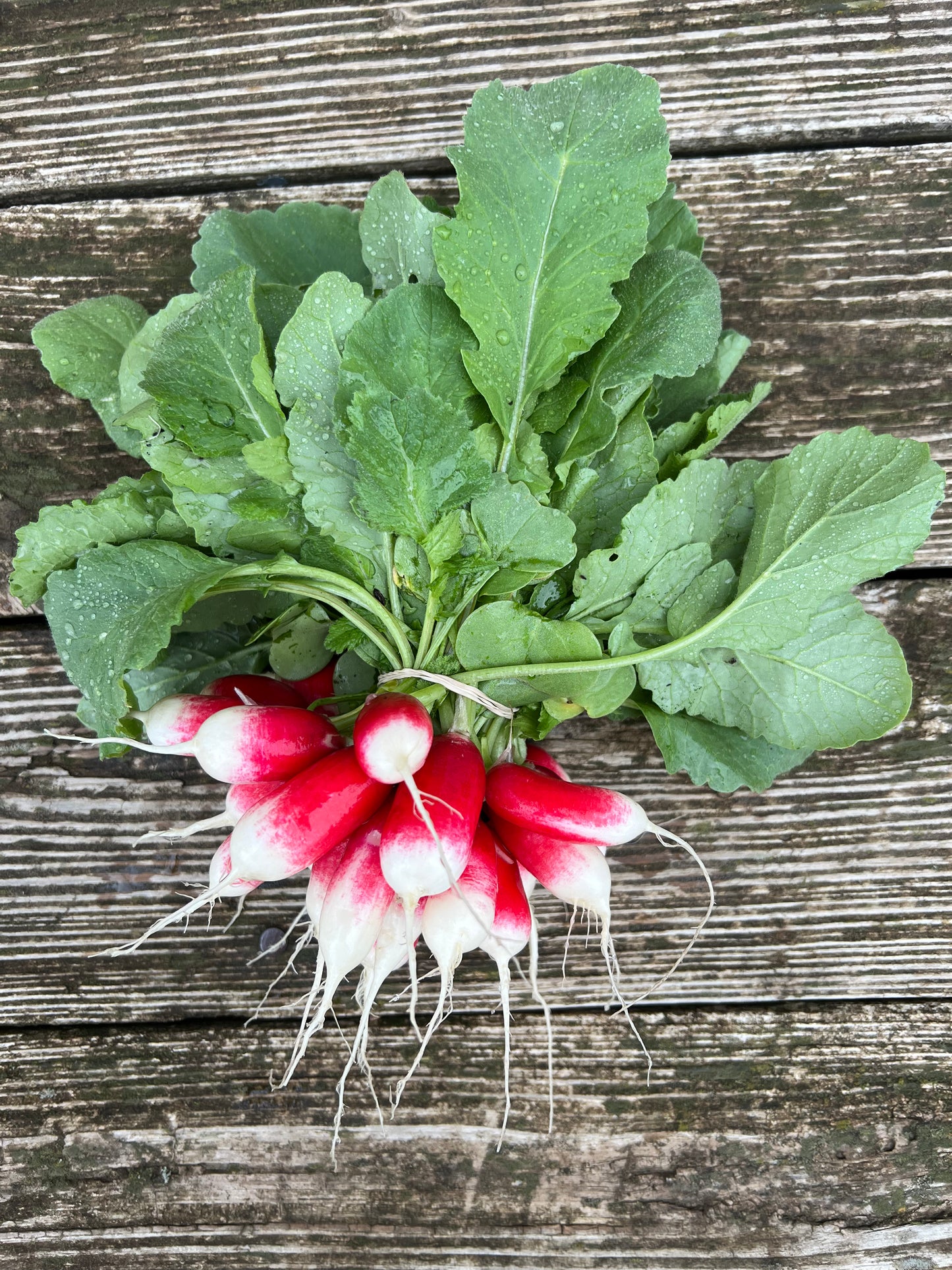 Radishes - French Breakfast