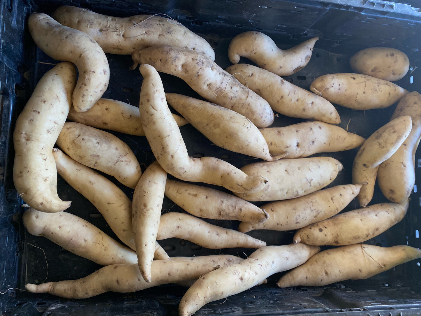 Sweet Potatoes
