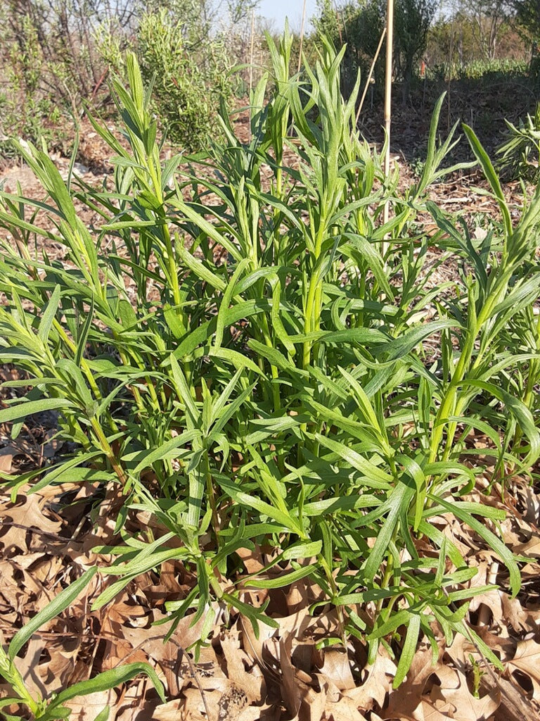 Tarragon