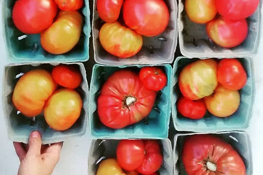Tomatoes - Heirloom