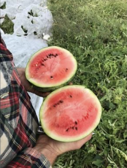 Watermelon
