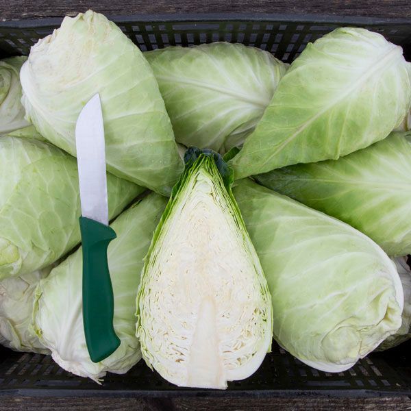 Cabbage - Caraflex