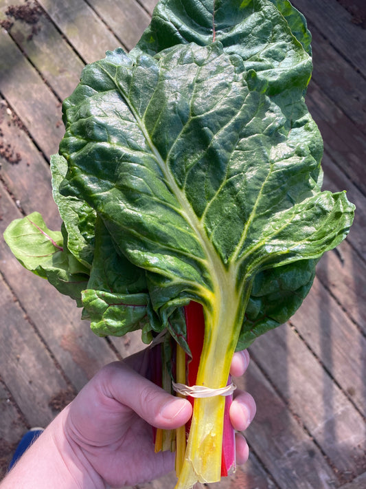Rainbow Chard