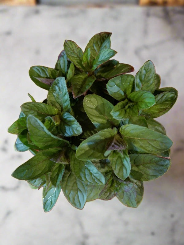 Chocolate Mint