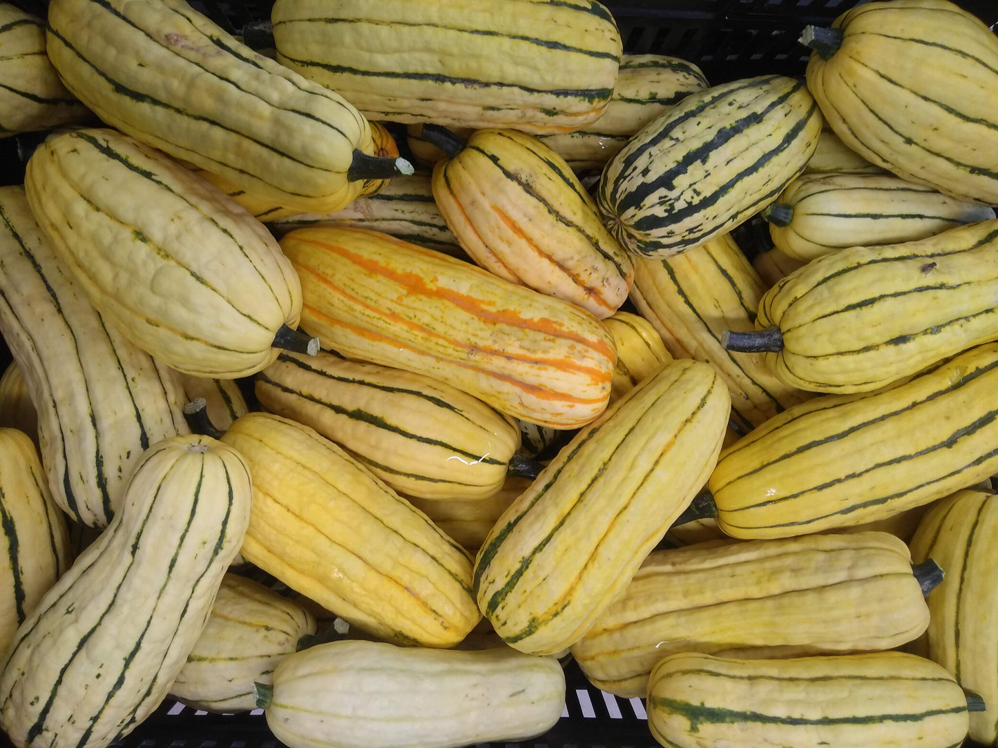 Squash - Delicata