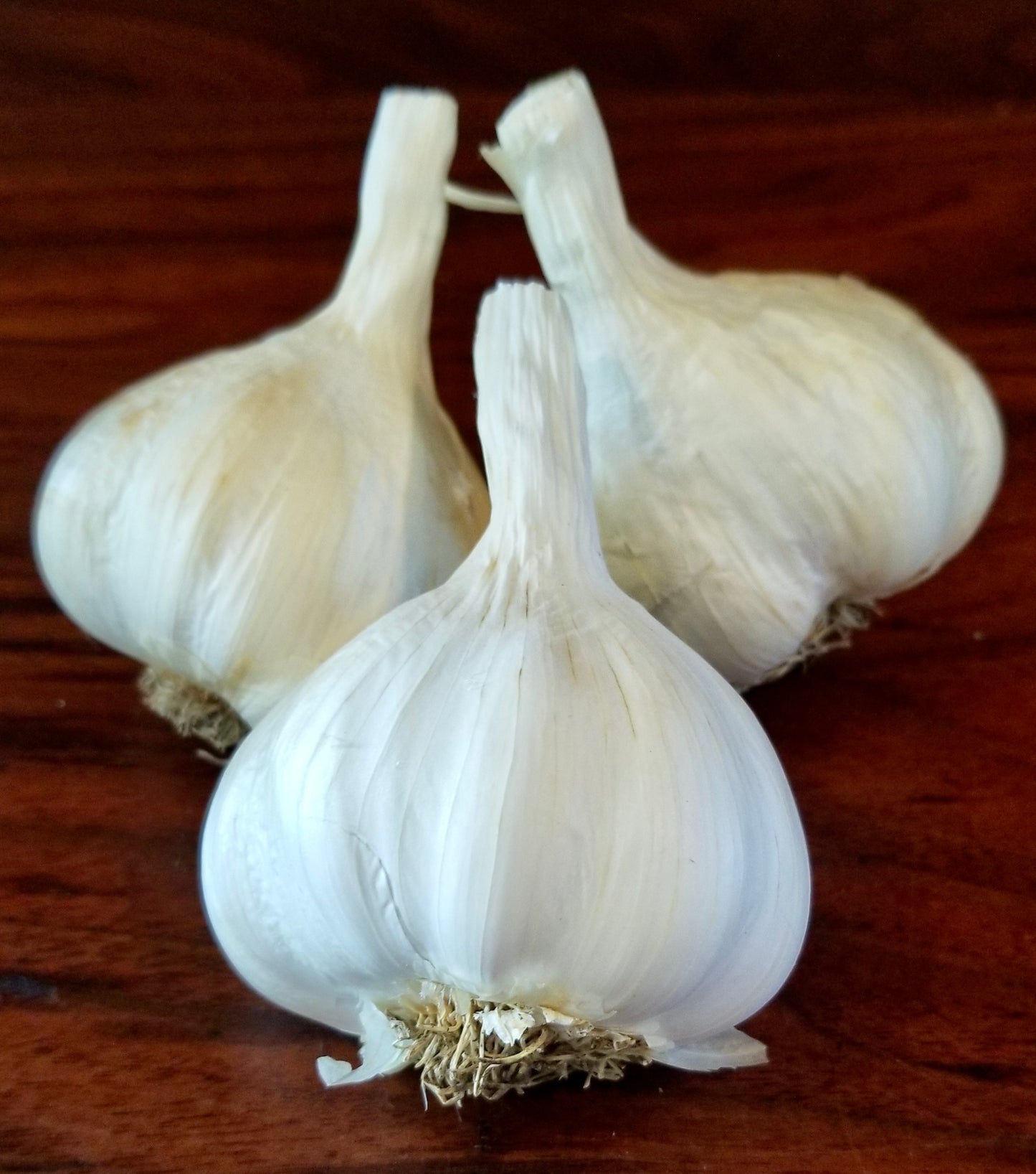 Garlic