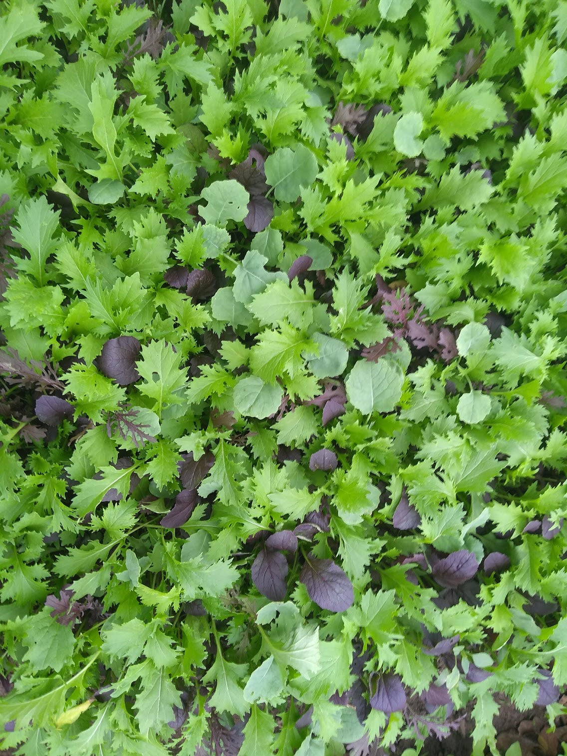 Greens Mix - Mean Greens Salad Mix