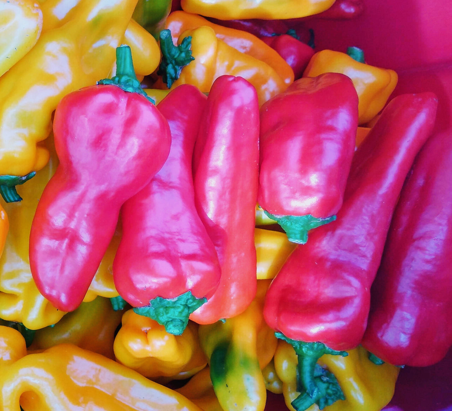 Peppers - Sweet Italian