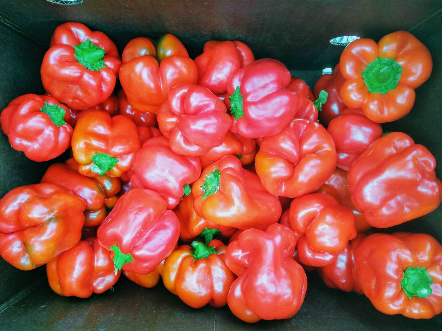 Peppers - Red Bell