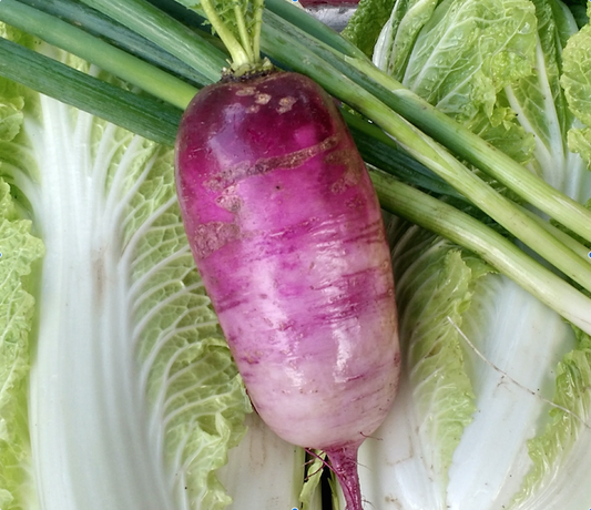 Radishes - Purple Daikon