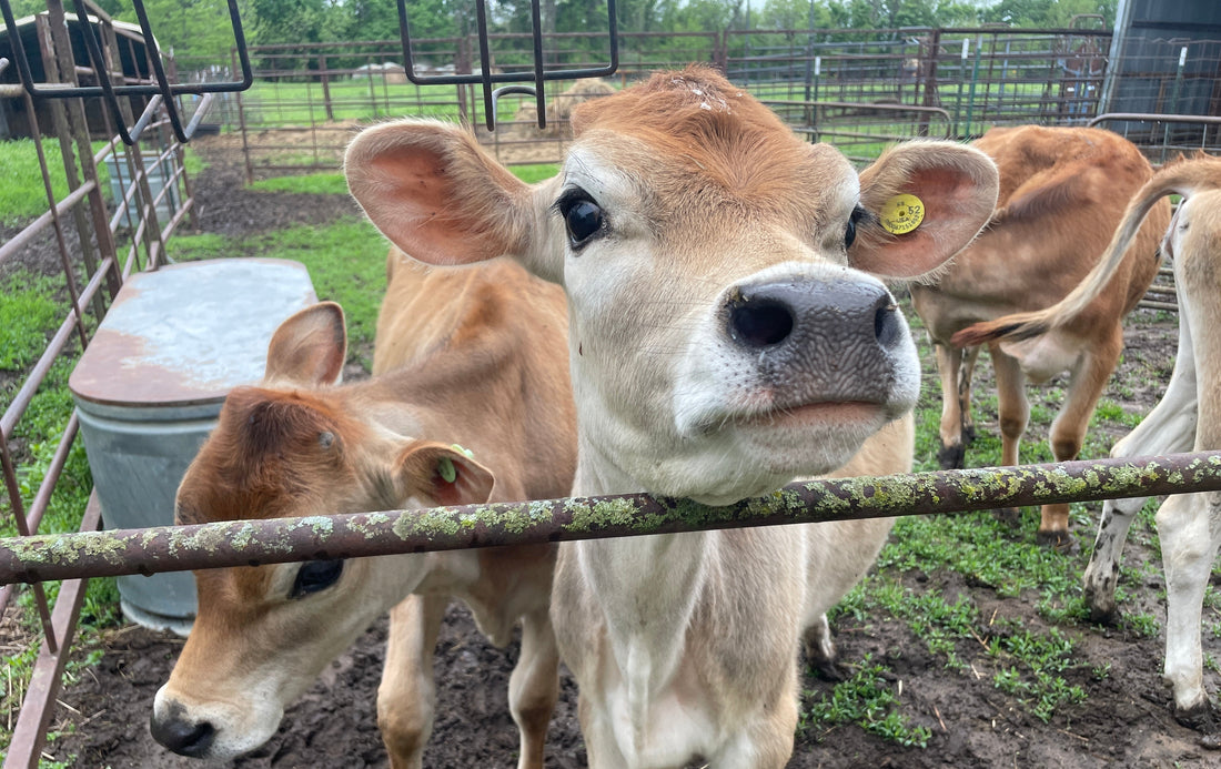 Field Update: A Trip to Skyview Farm & KANbucha