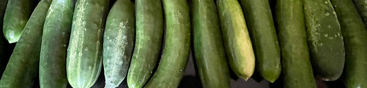 Basic Refrigerator Dill Pickles