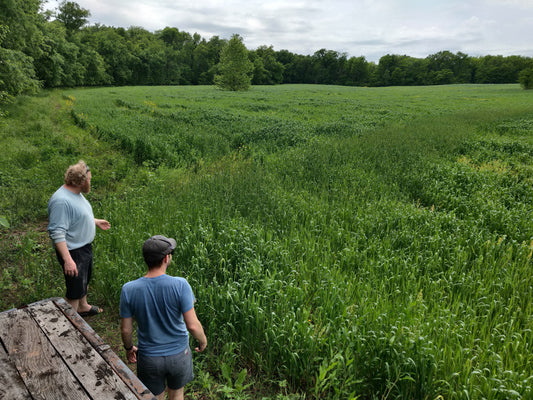 An Eight-Leaf-Clover Day at Stone & Sparrow Farm