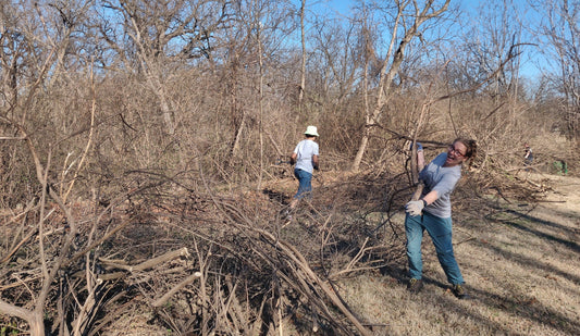What's the Problem with Honeysuckle?