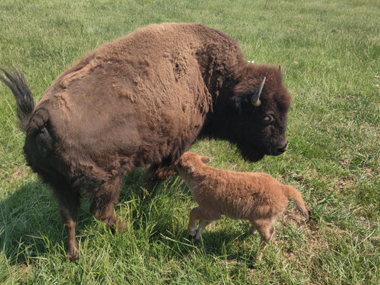 Bison Tour at Crown B