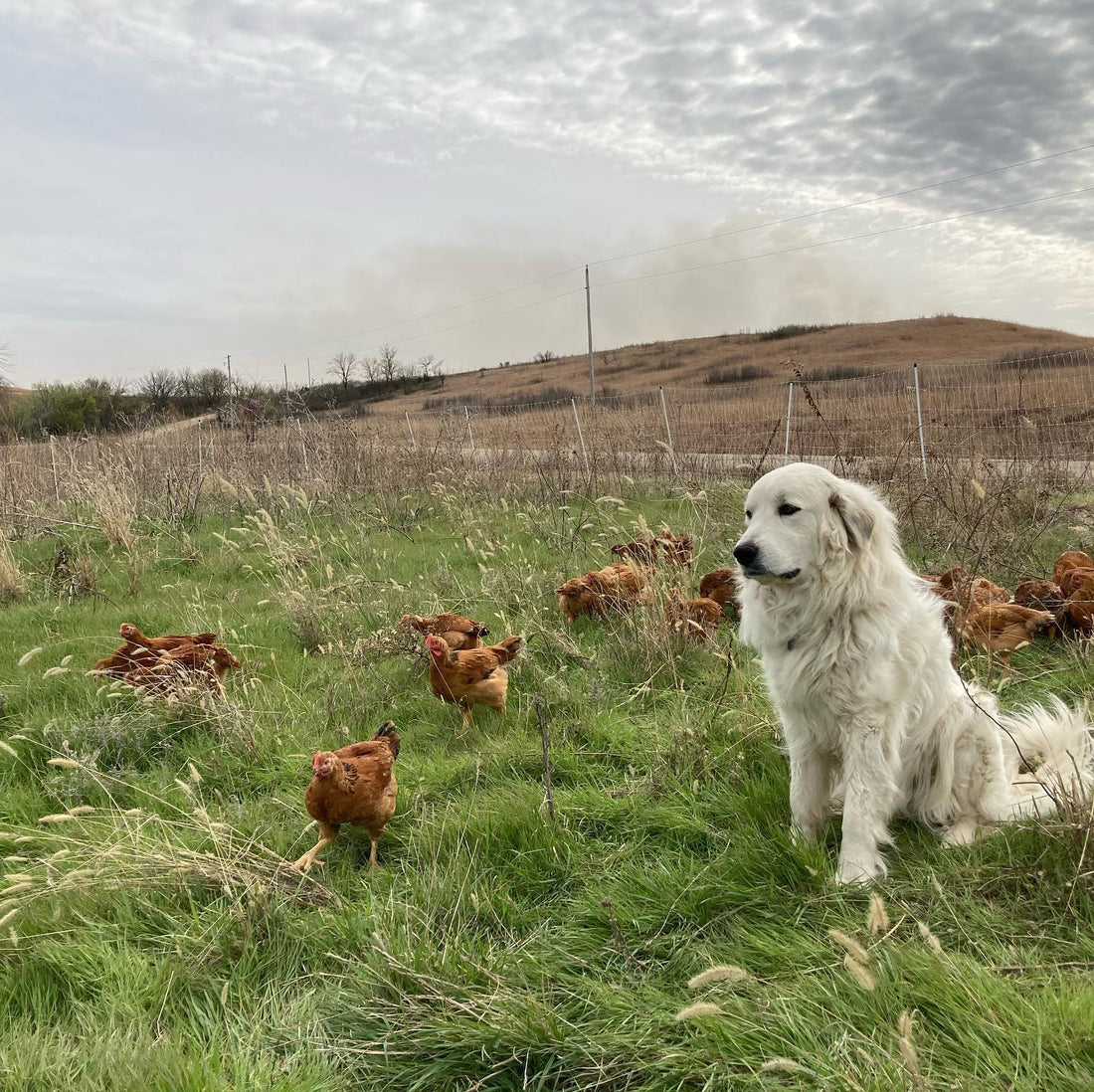 Why Pastured Poultry?