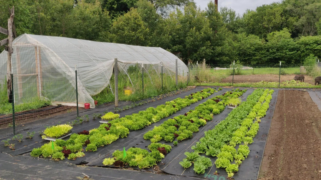 Topeka Growers Group offers fresh produce to community