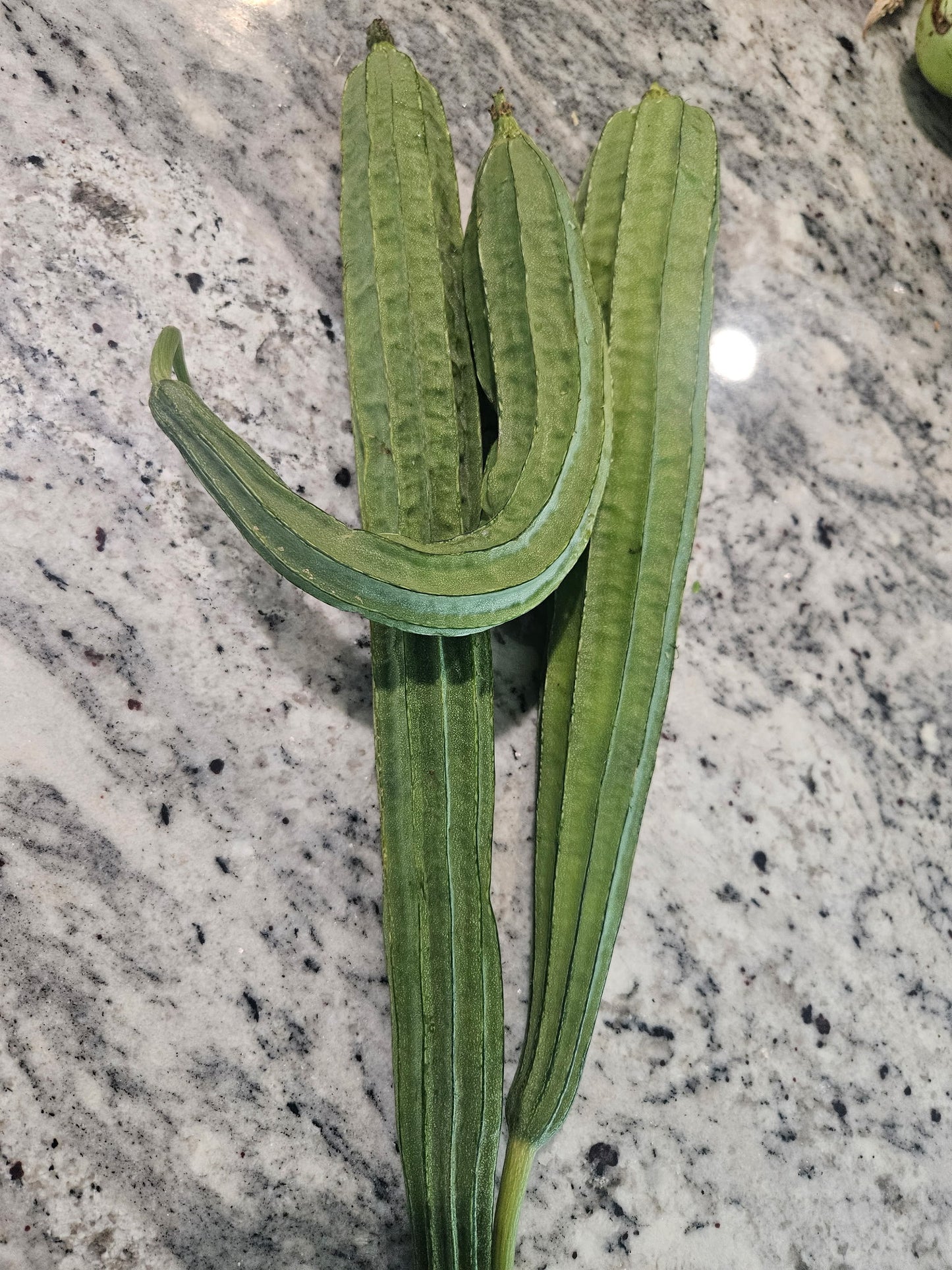 Chinese Okra/ Ridge Gourd