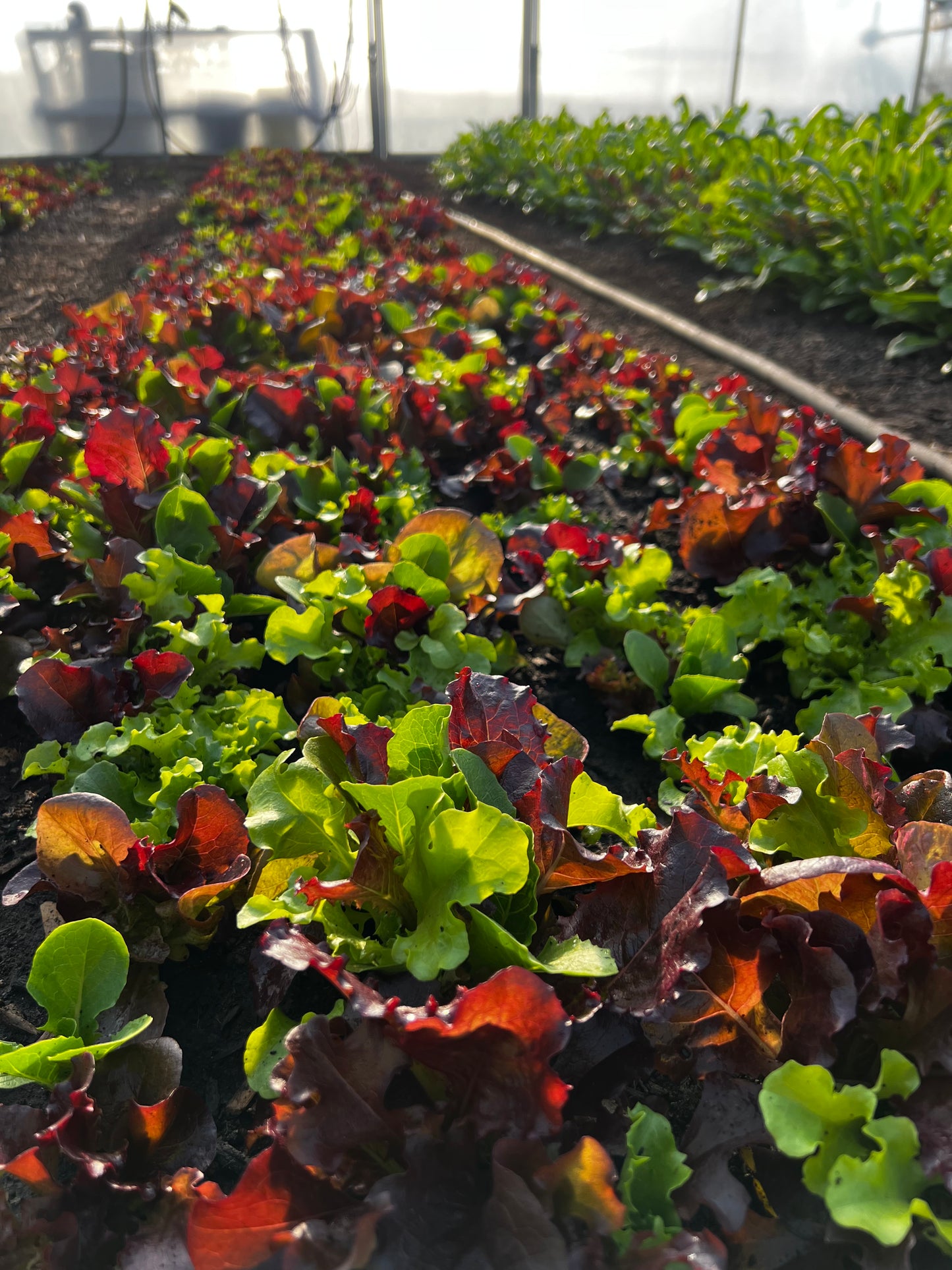 Salad Mix - Firecracker Salad Blend