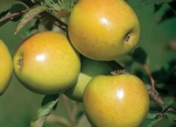 Apples - Honeycrisp